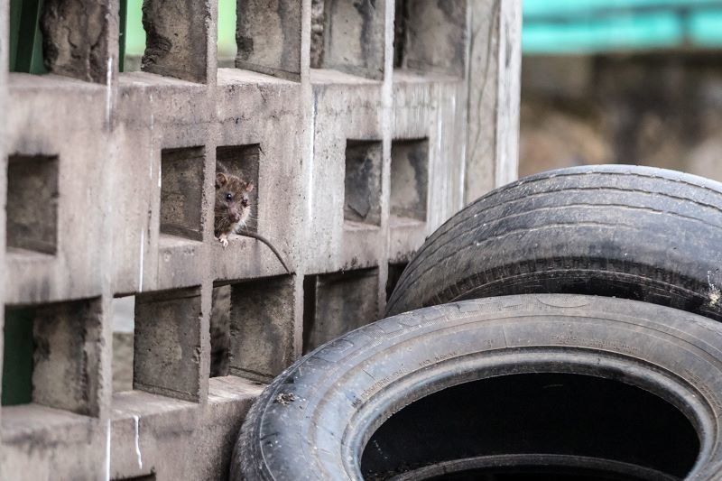 300 контейнерных площадок обработают от крыс в Петрозаводске