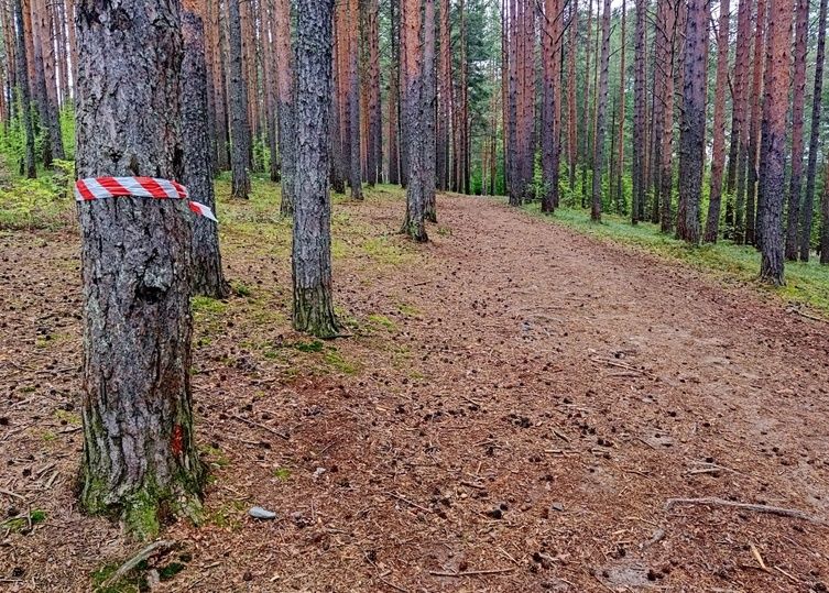 Жители Кончезера встали на защиту вековых сосен в селе