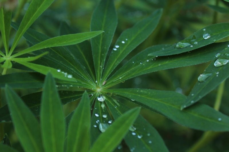 До + 25°С и кратковременные дожди: прогноз погоды на 14 августа