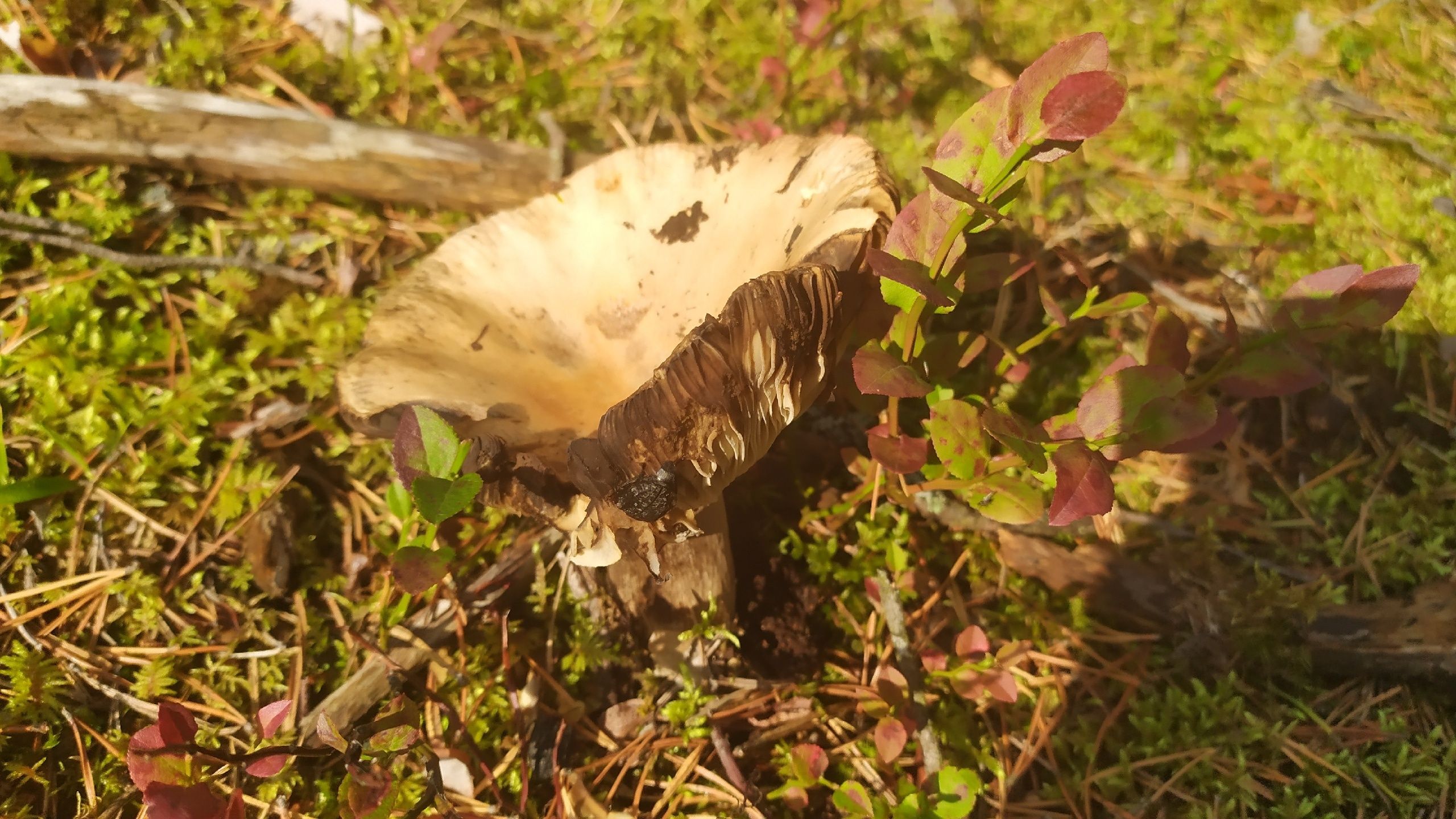 До +19°С и без осадков: прогноз погоды на 24 августа