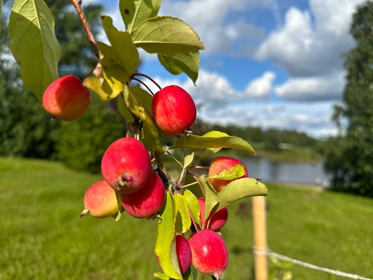В высаженном в июне в Петрозаводске Анечкином саду созрели яблоки