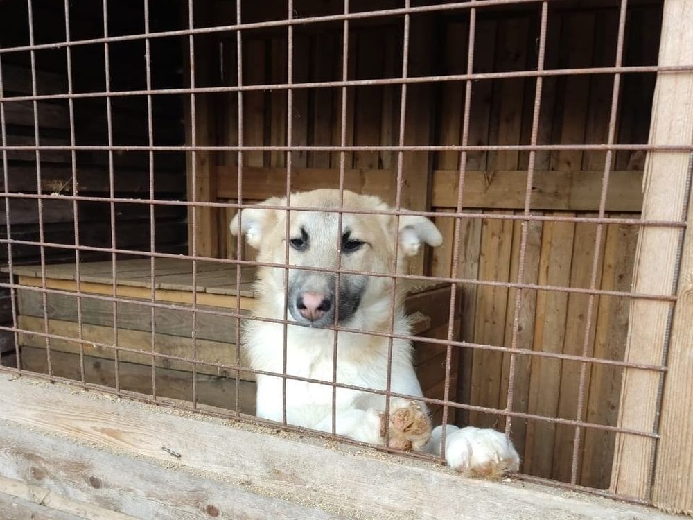 11 собак выпустят на улицу из Медвежьегорского приюта