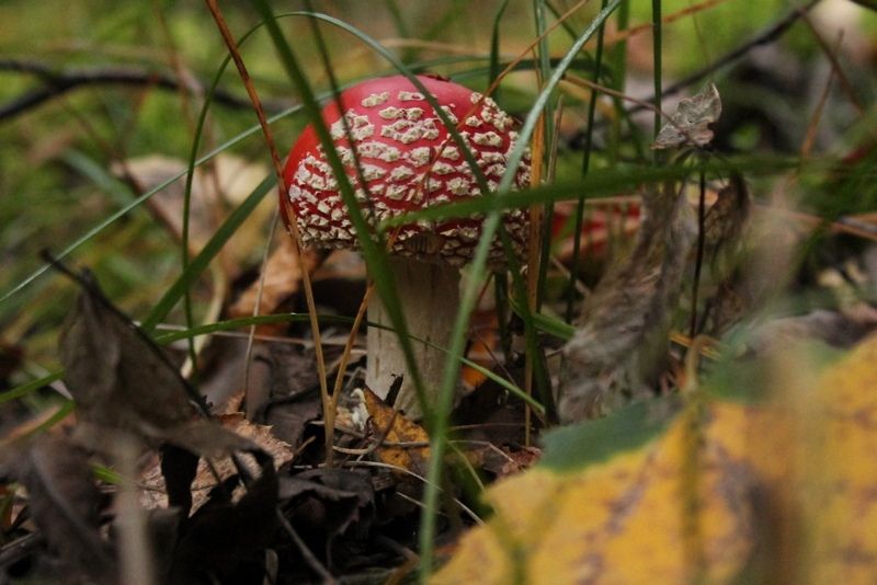 В Ленобласти двухлетняя девочка попробовала гриб и попала в реанимацию с отравлением