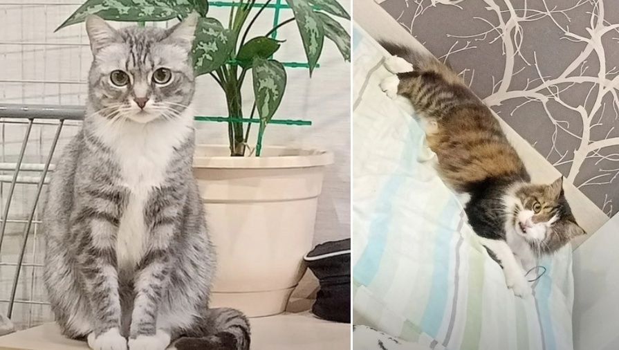 В Карелии за год пропало более тысячи домашних животных