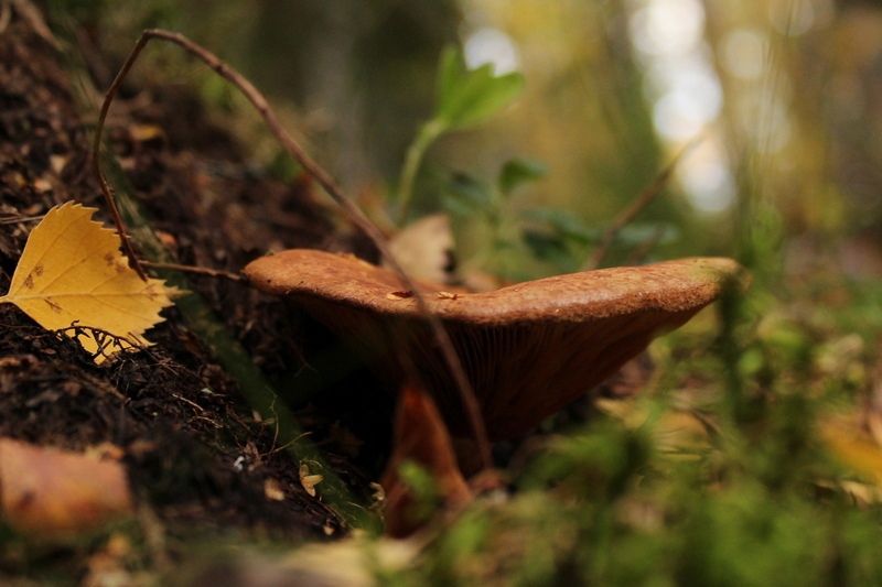 Задержится ли тепло: карельские синоптики сделали прогноз на ближайшую неделю