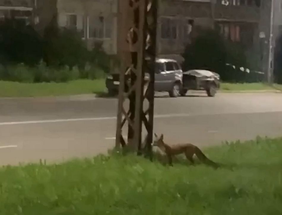 По Кукковке разгуливала лиса