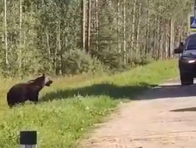 Медведя, который выходил к людям на трассе, пристрелили