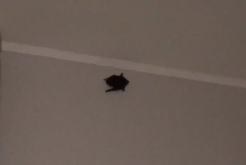 В квартире петрозаводчанина побывала летучая мышь