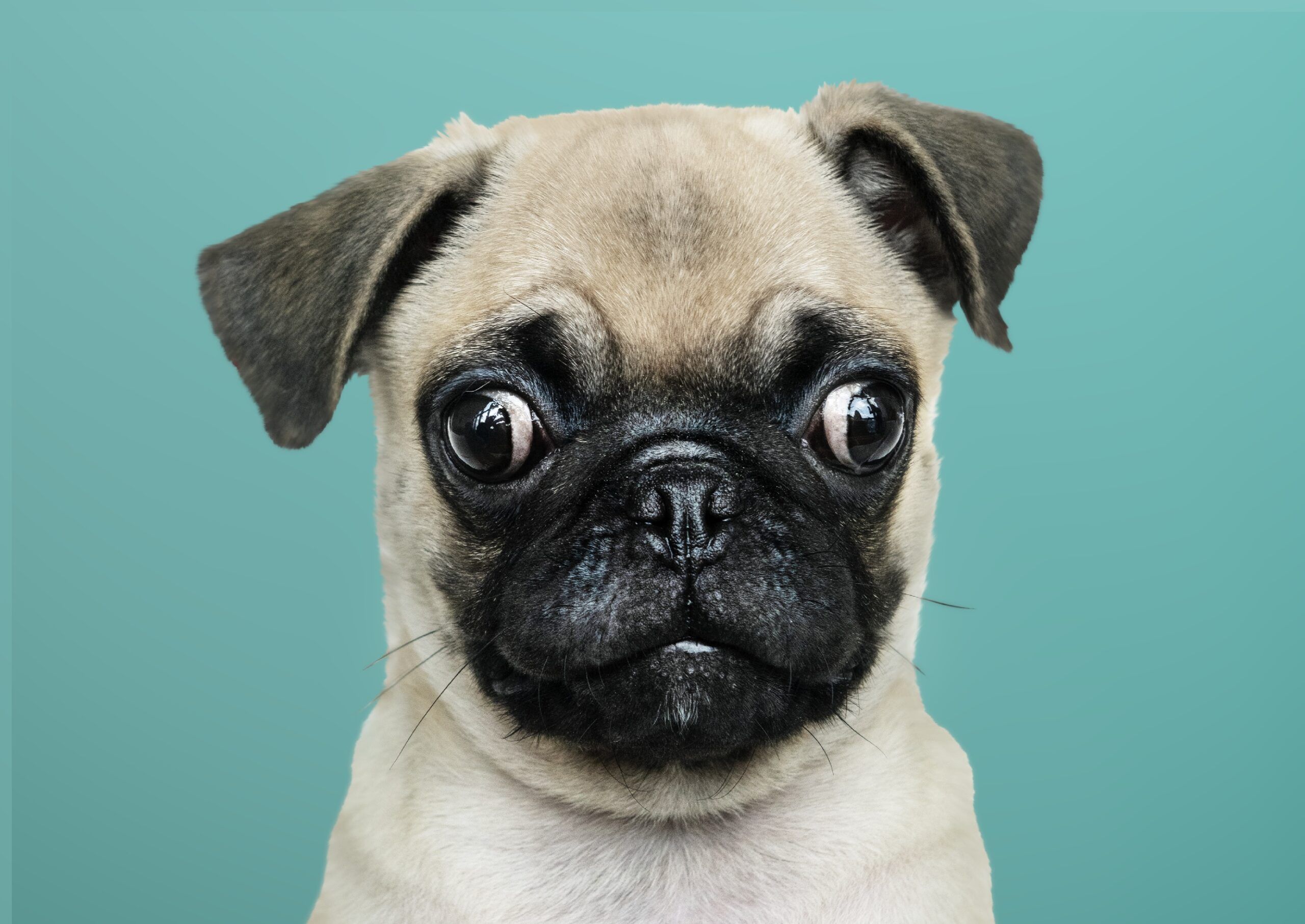 Жительница Карелии осталась без породистого щенка и денег