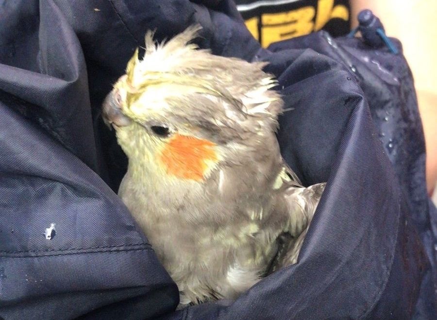 Попугая, обнаруженного ранее на Онежской набережной, удалось поймать