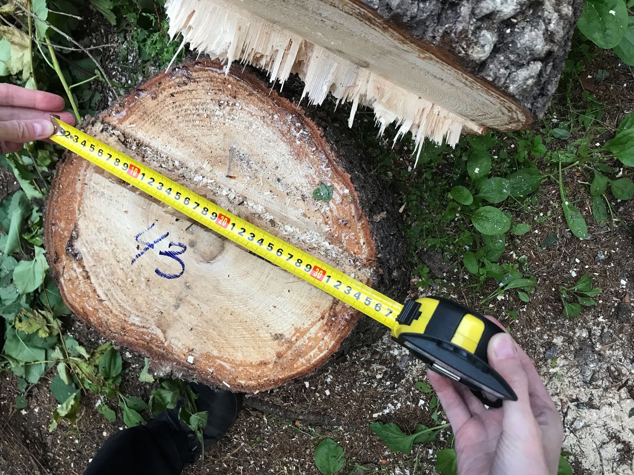 В мэрии объяснили снос деревьев в Ринтальском сквере в Петрозаводске