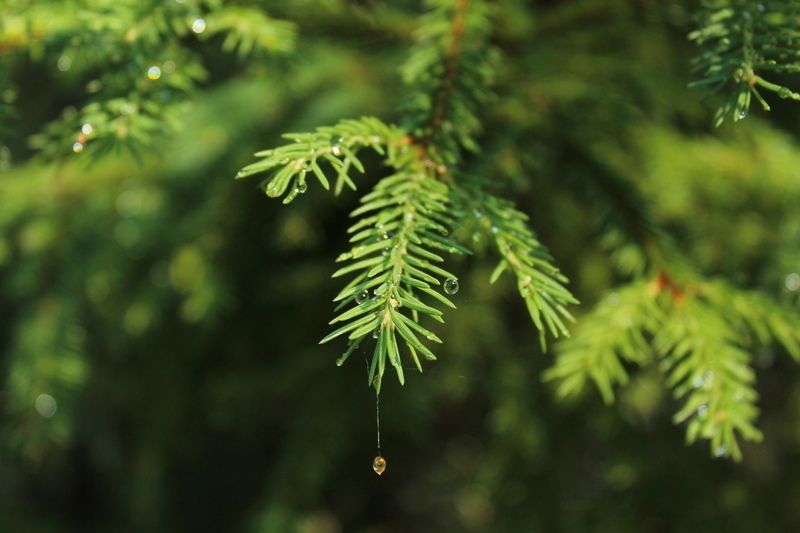 Тепло и дождь: прогноз погоды на 12 августа