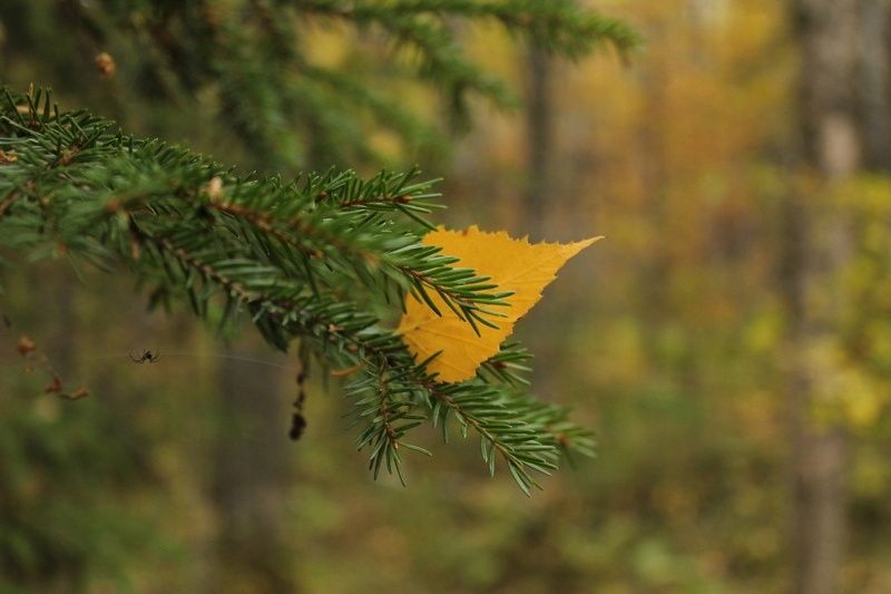 Без существенных осадков и до +17°С: прогноз погоды на 26 сентября