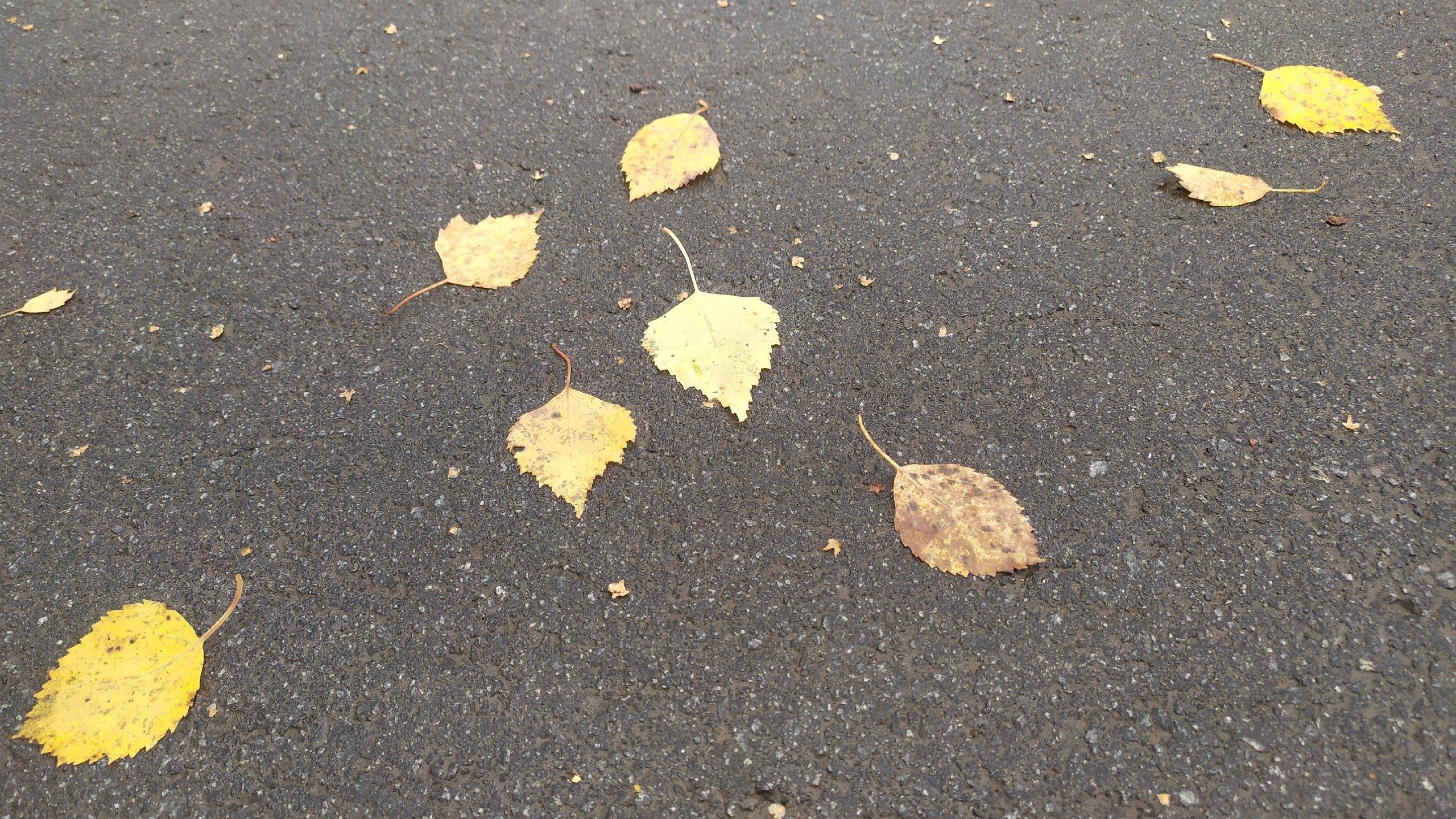 «Бабье лето» уходит? Карельские синоптики рассказали о погоде на выходные и начало недели