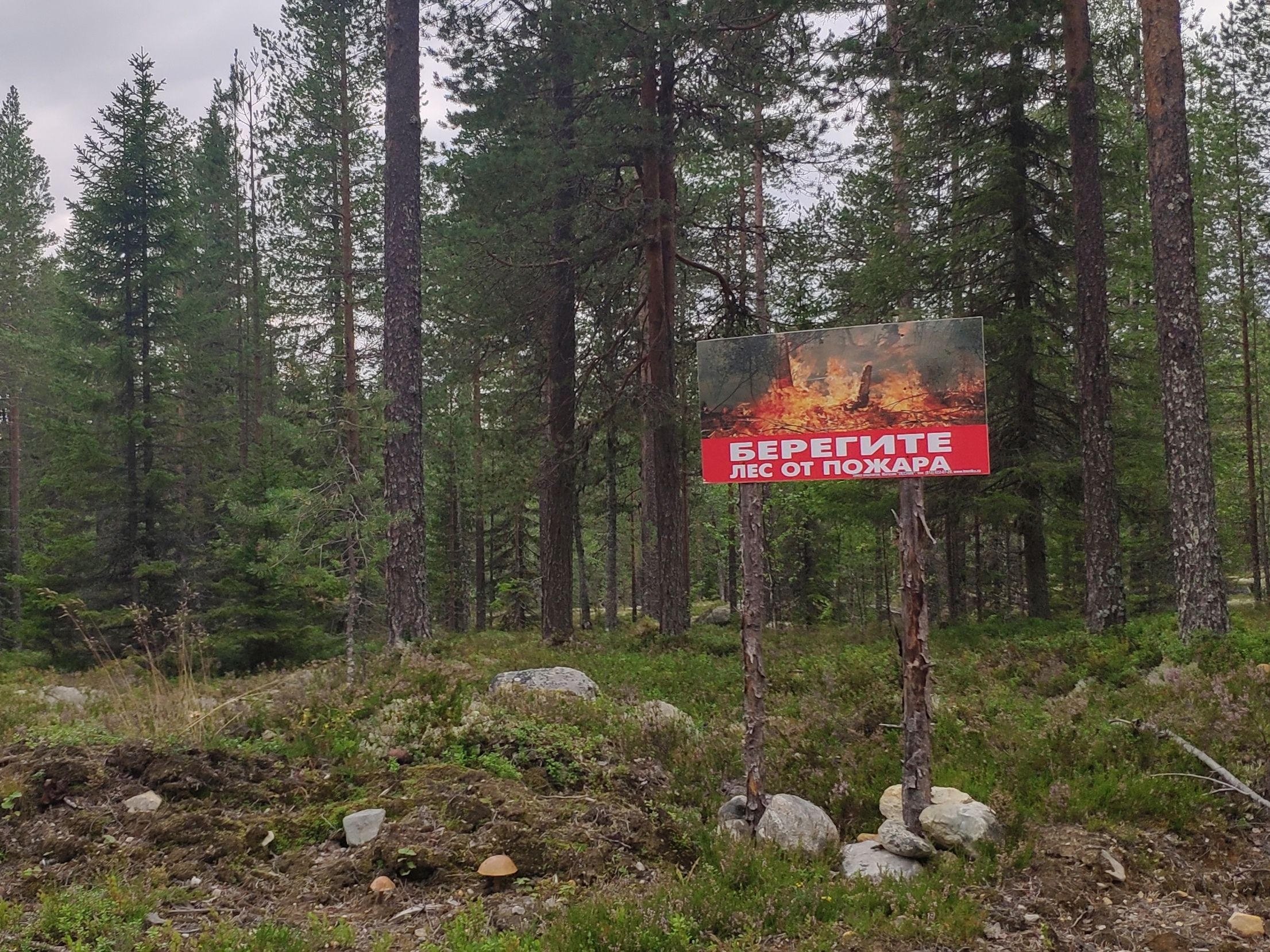 Число пожаров в Карелии по итогам сезона сократилось в два раза