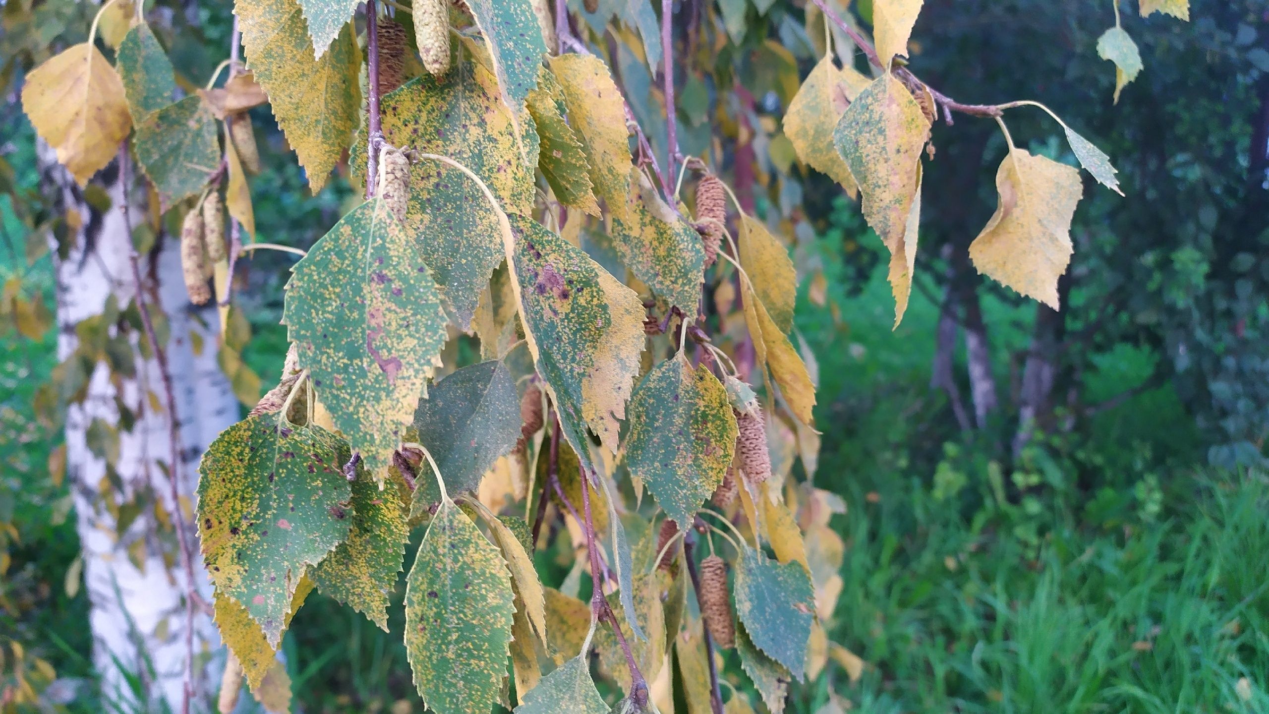 О погоде на выходные рассказали в Карельском гидрометцентре
