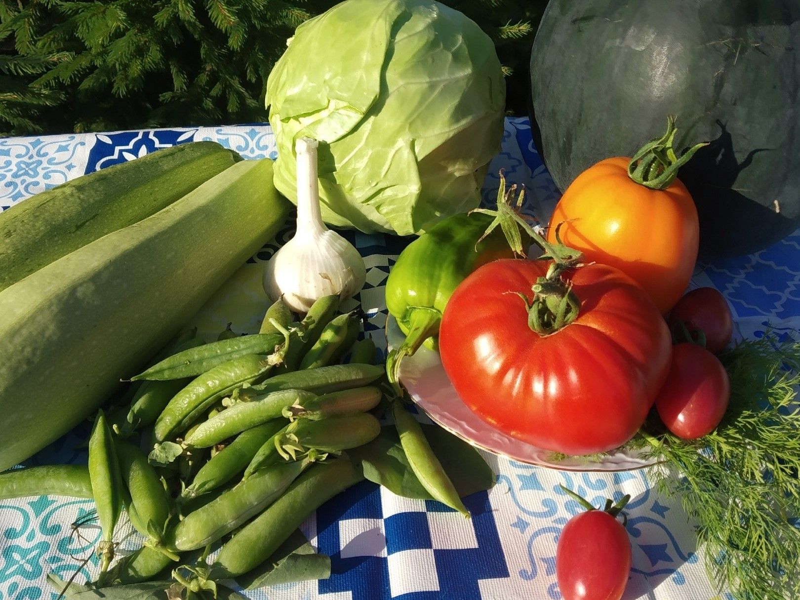 Петрозаводская экостанция примет для животных кабачки и морковь