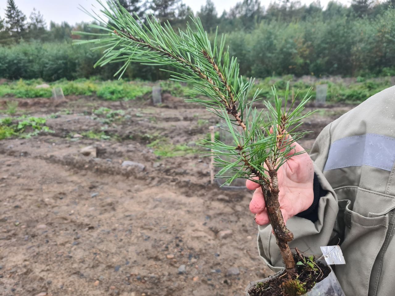 В Прионежском районе Карелии высадили почти 200 элитных саженцев сосны
