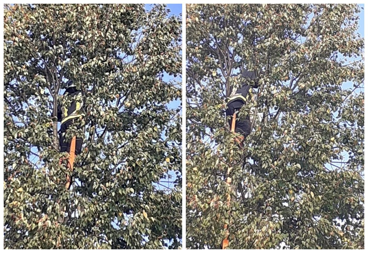 В Карелии спасатели помогли коту, просидевшему на дереве четыре дня, спуститься вниз