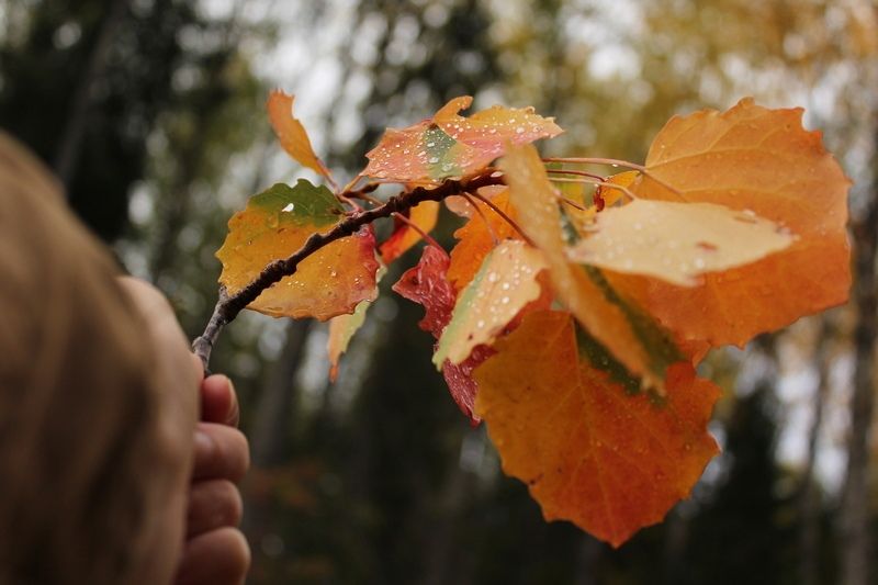 Плачет октябрь. Прогноз погоды в Карелии на 1 октября