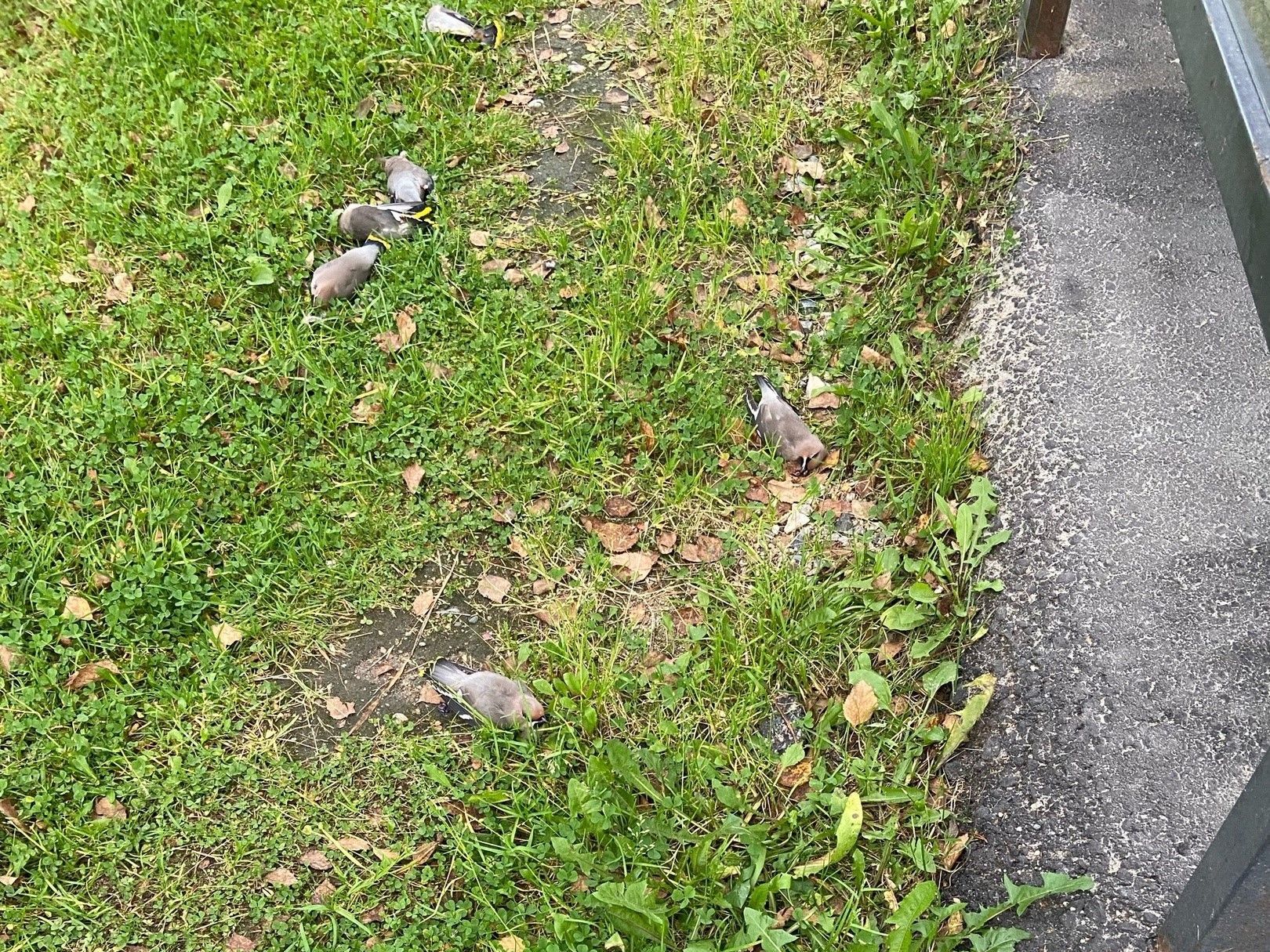 Пьяных свиристелей обнаружили жители Костомукши