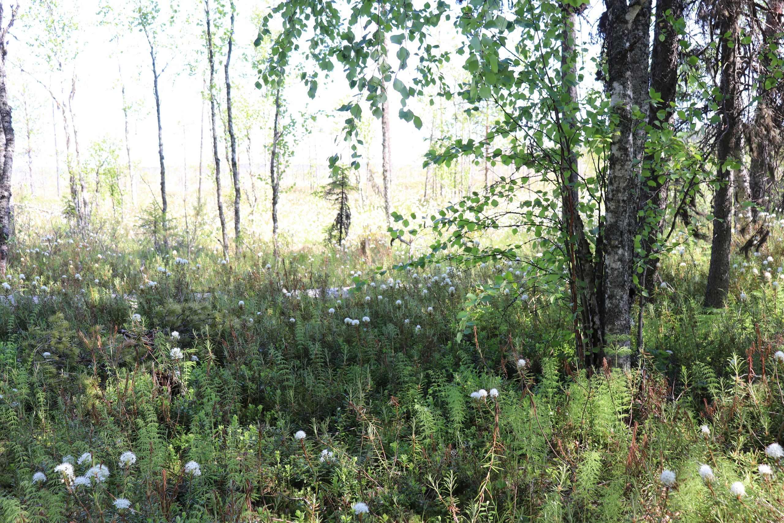 Проблемы болот обсудят ученые России и Беларуси в Петрозаводске