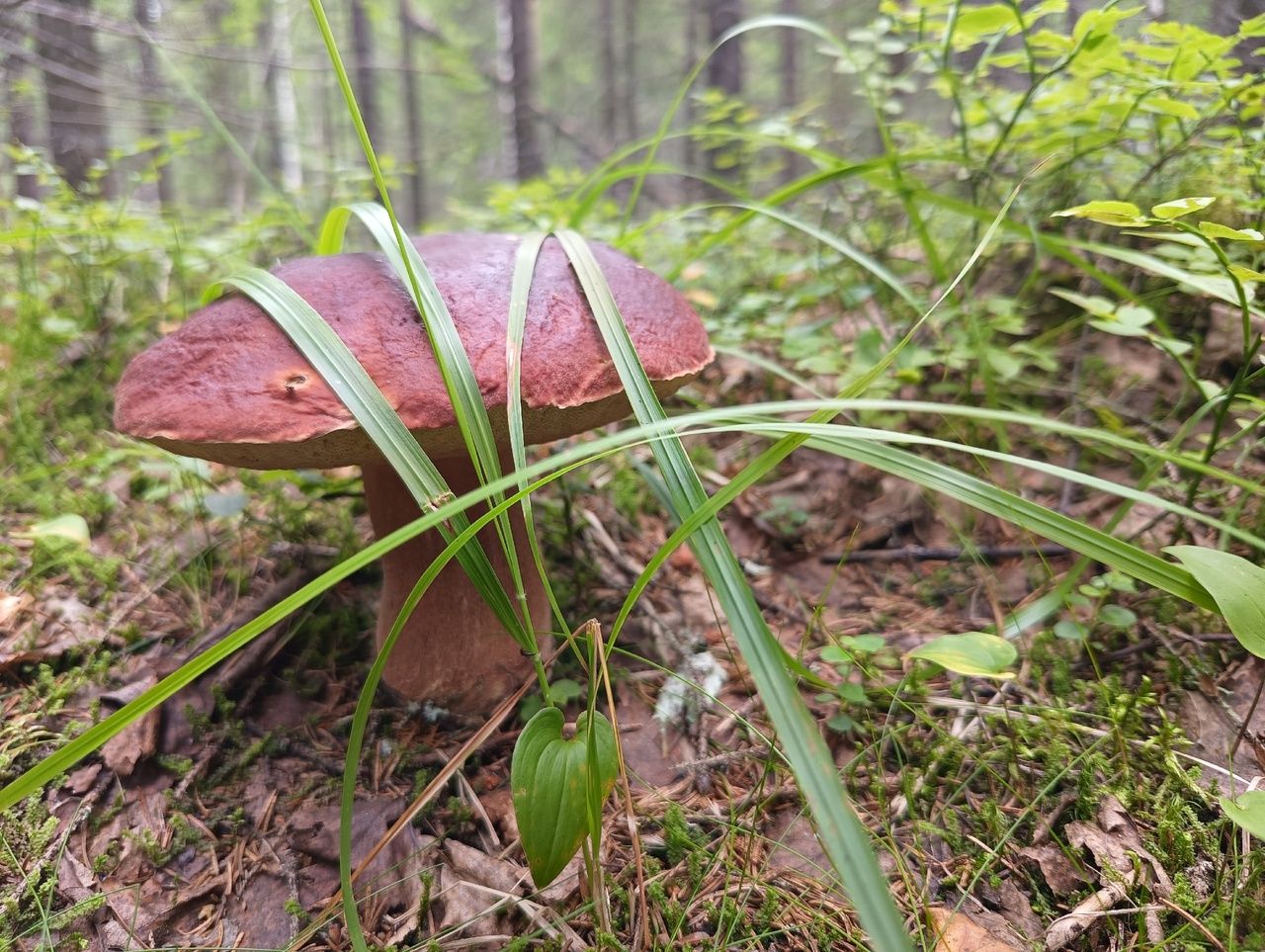 Лето, стоять! Прогноз погоды в Карелии на 4 сентября