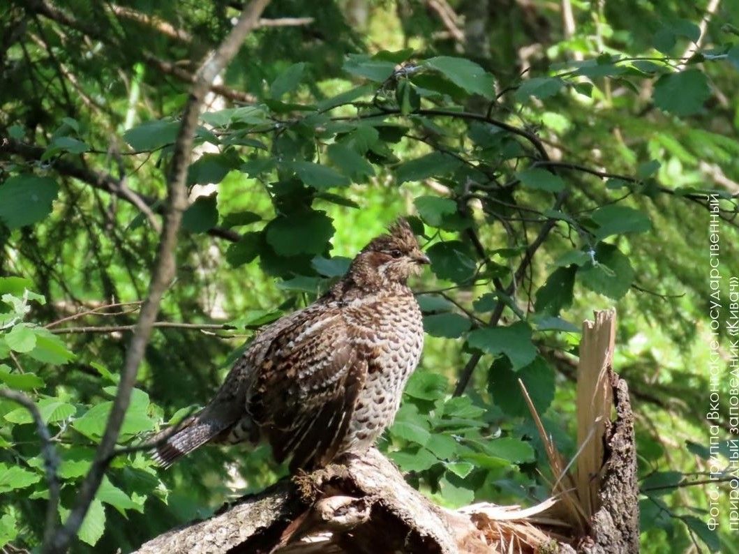Глухарей, тетеревов и рябчиков подсчитали в заповеднике «Кивач»