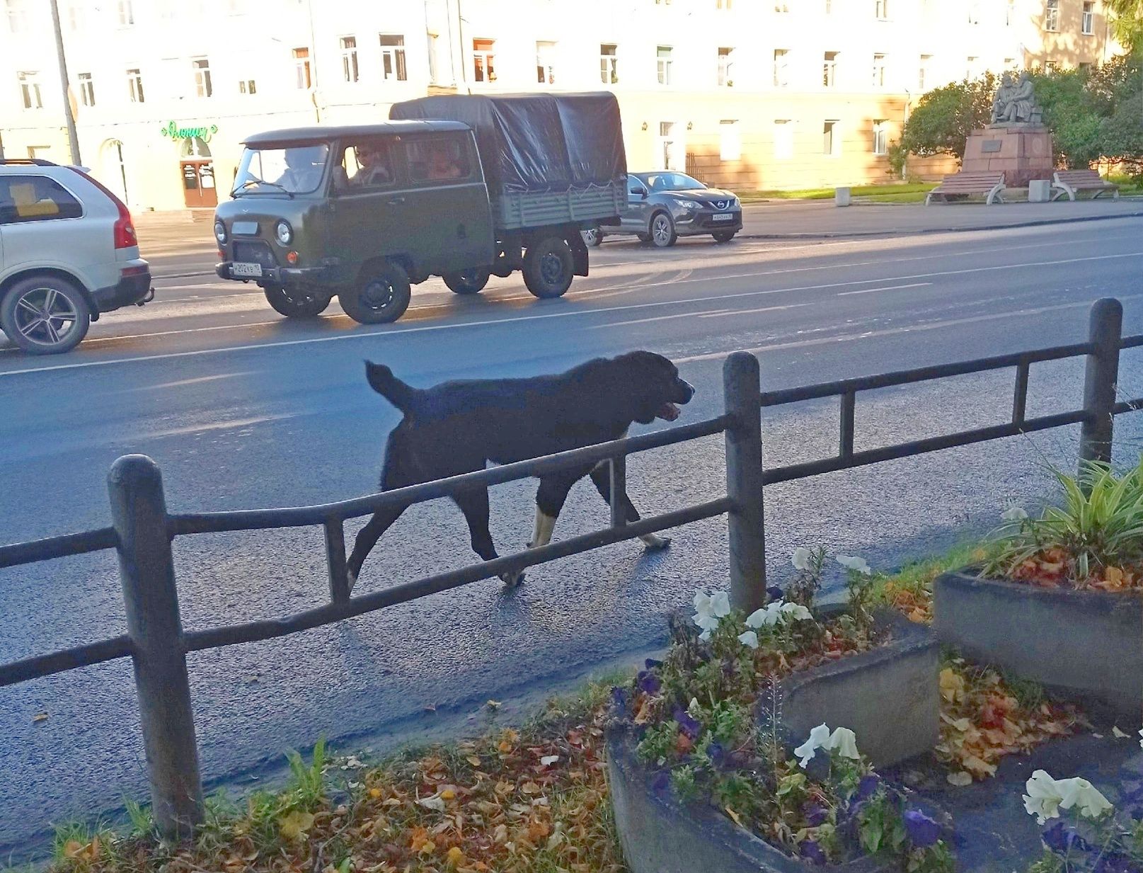 «Будьте осторожны»: по Петрозаводску бегает алабай без намордника