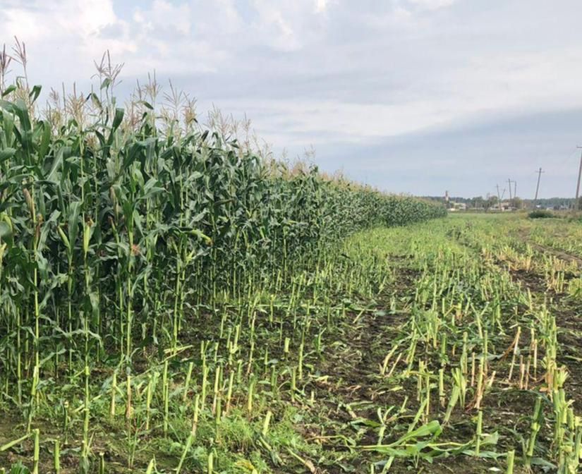 Коров в «Мегреге» будут кормить кукурузой