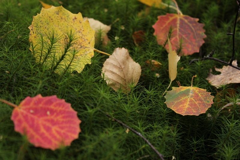 Синоптики рассказали, когда в Карелии закончится аномальное тепло и ждать ли «бабьего лета»