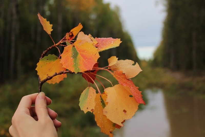 Карельские синоптики рассказали, какой будет погода в сентябре