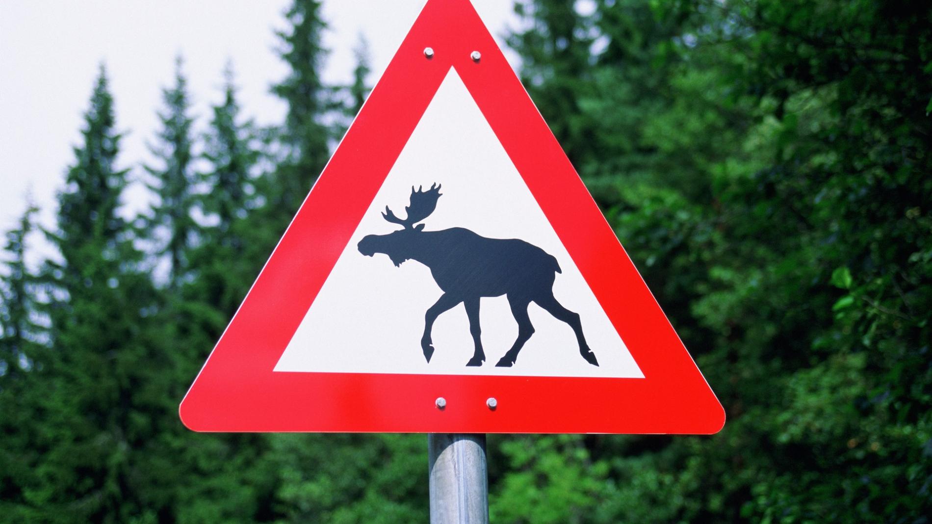 Водителей в Карелии предупредили о лосином гоне