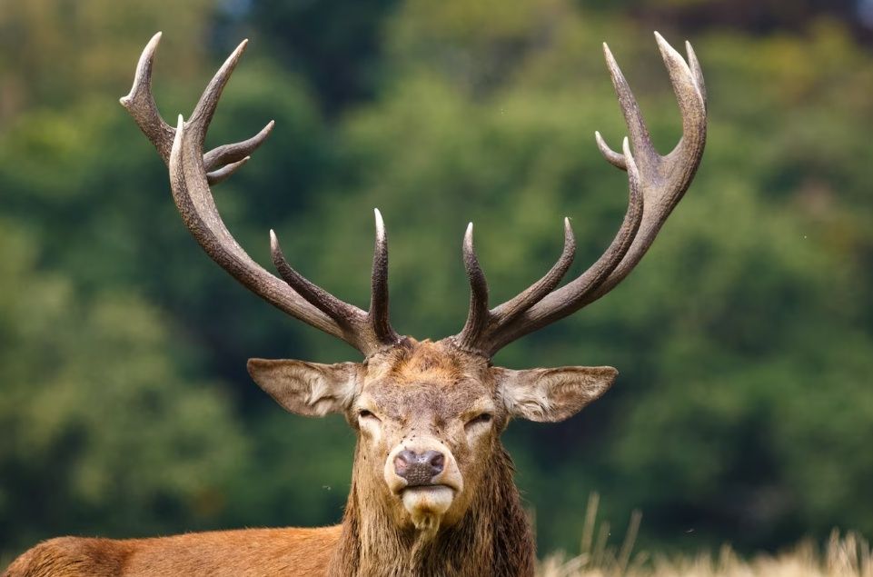 У жителя Карелии украли рога оленя и медный самовар