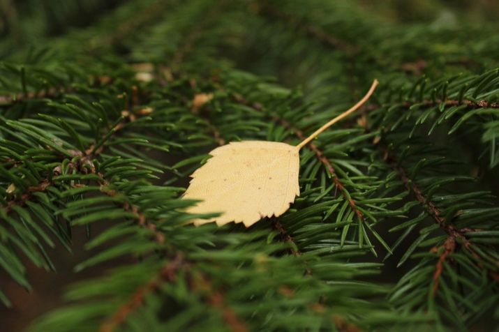 По-летнему тепло: прогноз погоды на 11 сентября