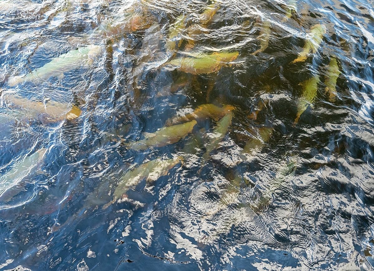 Двух жителей Костомукши обвиняют в крупной краже форели