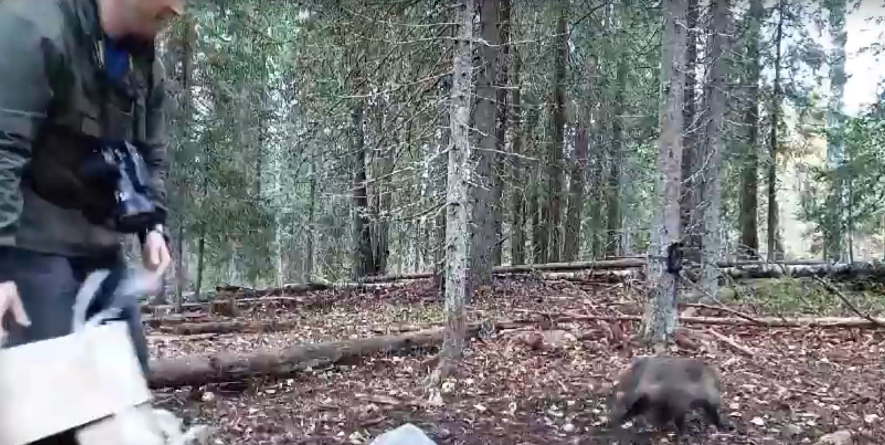 По центру Петрозаводска разгуливал необычный хищник