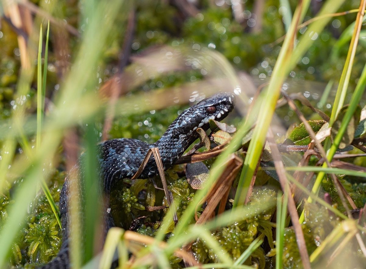 Отпуск в Карелии московской гостье испортила гадюка