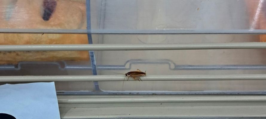 Тараканы облюбовали витрину с выпечкой в петрозаводском гипермаркете
