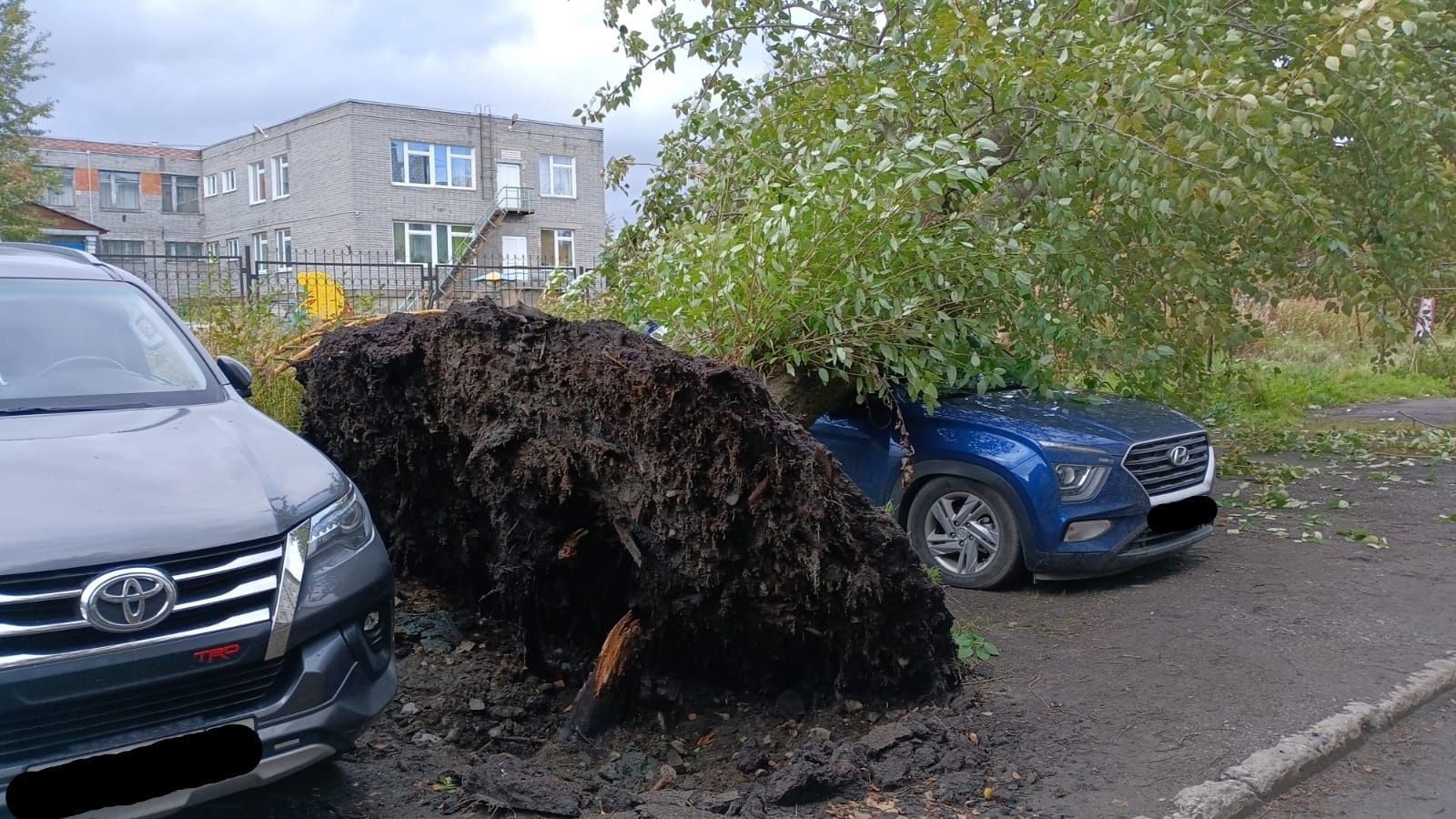 Поваленные деревья и оборванные провода: в Карелии бушует ураган