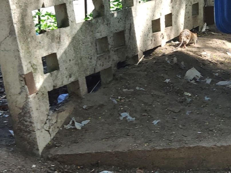 Названы адреса в Петрозаводске, по которым установят ловушки для крыс