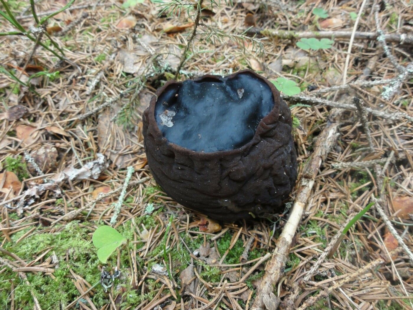 За сбор краснокнижных грибов начнут штрафовать