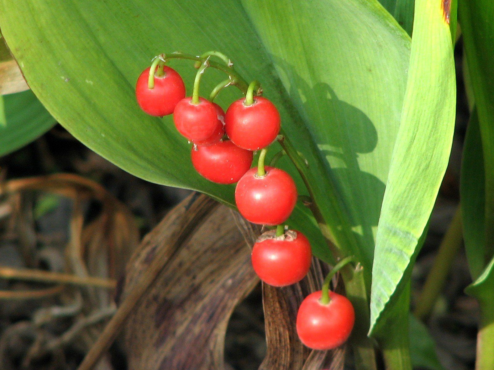 От поедания ядовитых красных ягод предостерегли в Минздраве Карелии