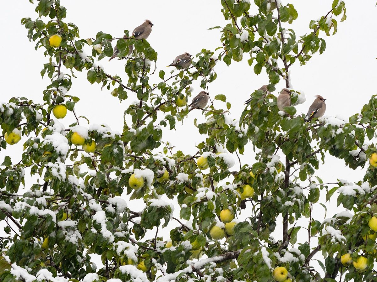 Синоптики рассказали, когда ждать потепления в Карелии