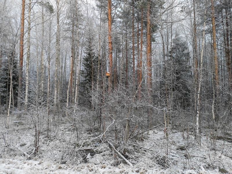 Синоптики рассказали, сколько снега выпало в Карелии и растает ли он в ближайшее время