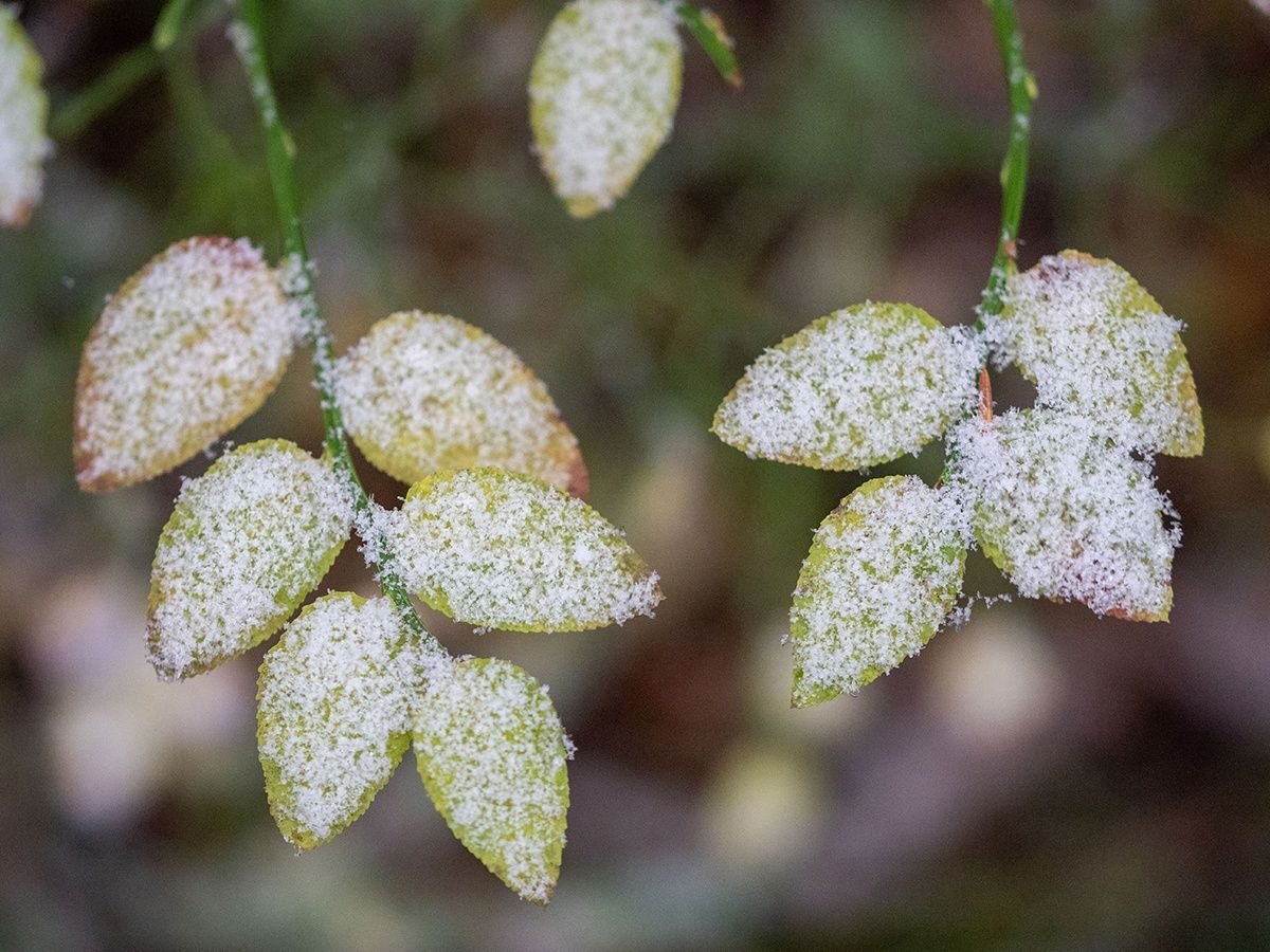 Мокрый снег обещают в Карелии в четверг. Прогноз погоды на 5 октября