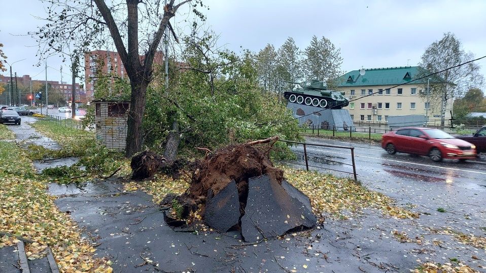 В Петрозаводске дерево упало на дорогу рядом с «Танком»