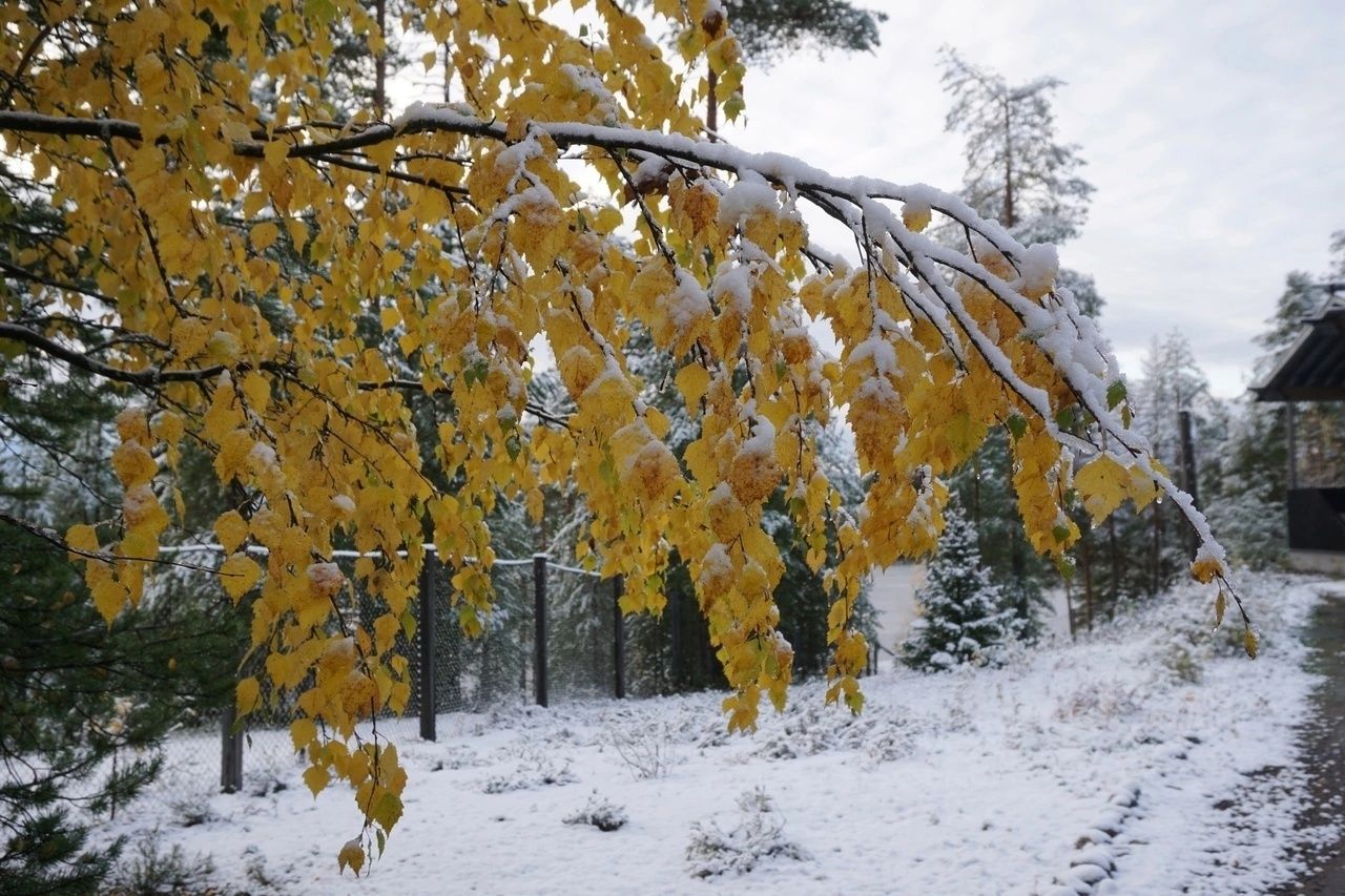 На севере Карелии выпал первый снег, к нам идет новый циклон На севере Карелии выпал первый снег, к нам идет новый циклон