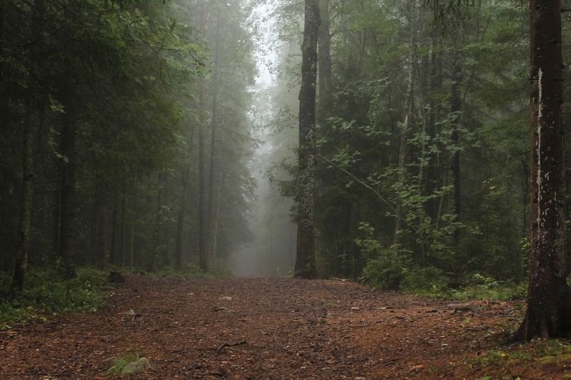 В Карелии туристка пошла гулять по лесу и заблудилась