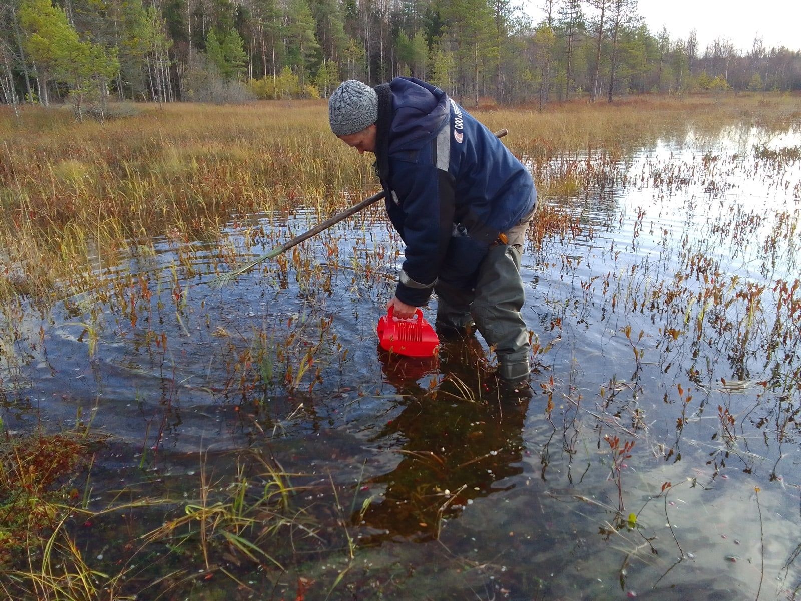 Этой осенью клюкву в Карелии приходится вылавливать из воды